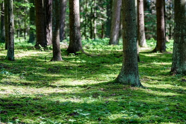 A fatörzsek nyáron zöld erdő — Stock Fotó