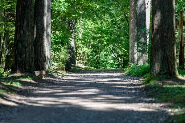 Camino de grava en el bosque de abedules — Foto de Stock