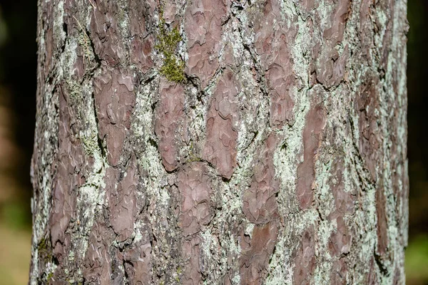Borové kůry stromů v lese — Stock fotografie