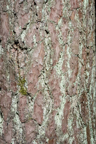 Écorce de pin dans la forêt — Photo