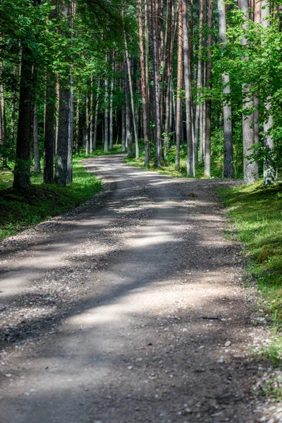 Huş ağacı orman içinde çakıl yol