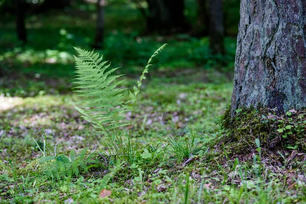 Vert vif printemps feuilles fraîches de l'arbre au printemps — Photo