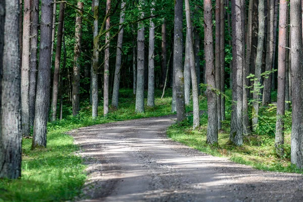Estrada de cascalho na floresta de bétula — Fotografia de Stock