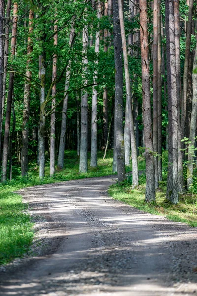 Huş ağacı orman içinde çakıl yol
