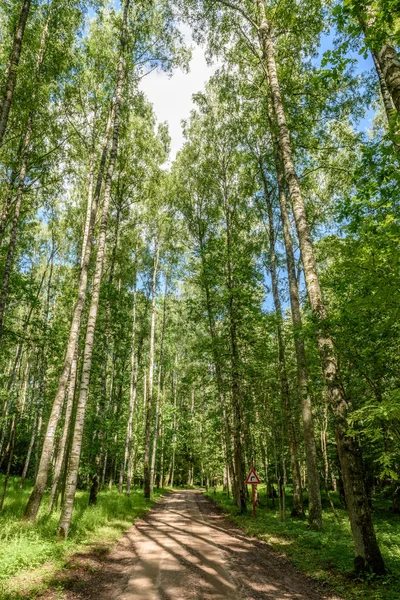 Huş ağacı orman içinde çakıl yol