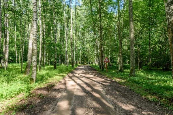 Gravel road in birch tree forest — Stock Photo, Image