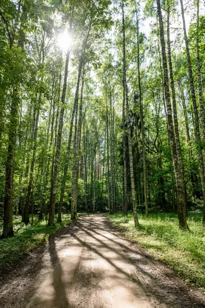 Camino de grava en el bosque de abedules — Foto de Stock