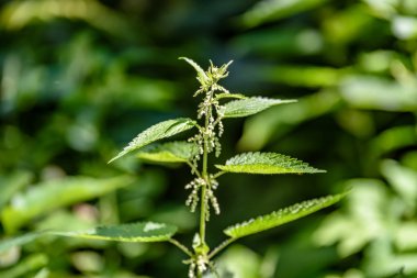 Ormanda güneş ışığı altında yeşil yaprakları görüntüleyin. 