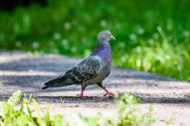 Gri Pidgeon / Pidgin oturdu bir sokakta