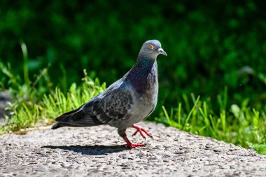 Gri Pidgeon / Pidgin oturdu bir sokakta