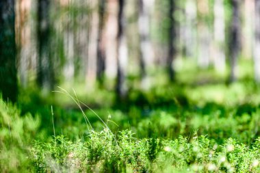 Yaz ormanı ağaçları. doğa yeşil ahşap güneş ışığı arka planı