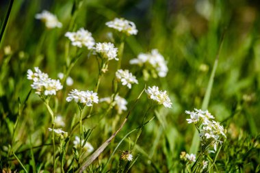 yeşil zemin üzerine beyaz bahar çiçekleri