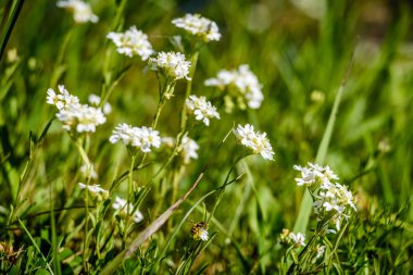 yeşil zemin üzerine beyaz bahar çiçekleri