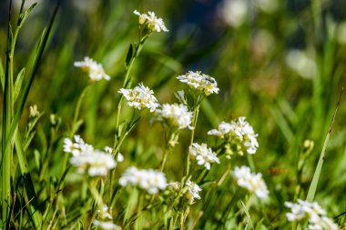 yeşil zemin üzerine beyaz bahar çiçekleri