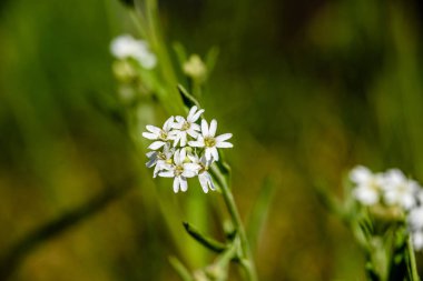 yeşil zemin üzerine beyaz bahar çiçekleri