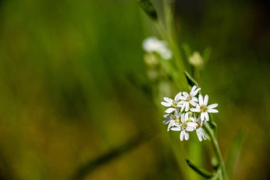 yeşil zemin üzerine beyaz bahar çiçekleri