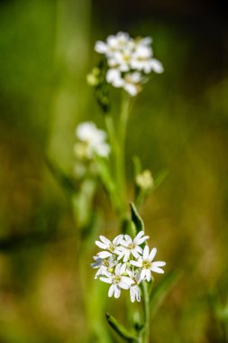 yeşil zemin üzerine beyaz bahar çiçekleri