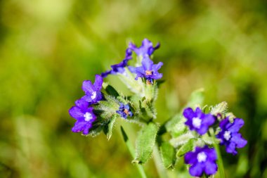 yeşil zemin üzerine mavi bahar çiçekleri
