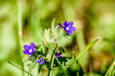 yeşil zemin üzerine mavi bahar çiçekleri