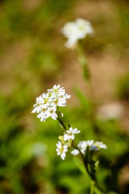 yeşil zemin üzerine beyaz bahar çiçekleri