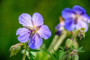 yeşil zemin üzerine mavi bahar çiçekleri