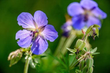 yeşil zemin üzerine mavi bahar çiçekleri