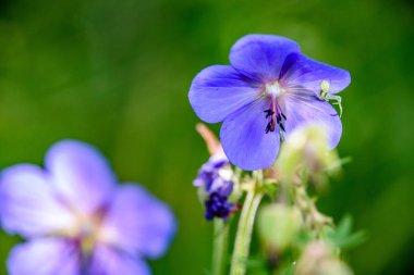 yeşil zemin üzerine mavi bahar çiçekleri
