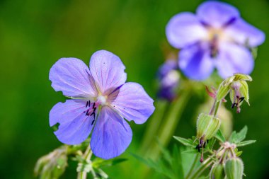 yeşil zemin üzerine mavi bahar çiçekleri