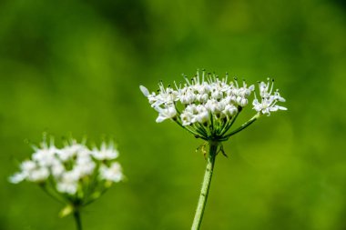 yeşil zemin üzerine beyaz bahar çiçekleri