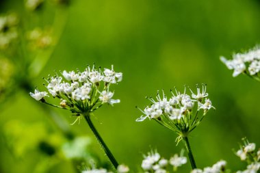 yeşil zemin üzerine beyaz bahar çiçekleri