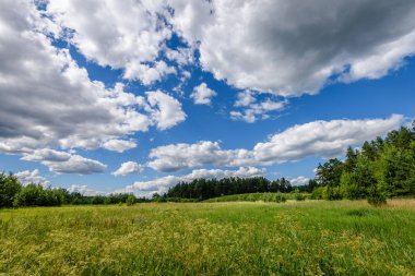 güneşli çayır çiçek ve yeşil çim ile. düşük noktadan