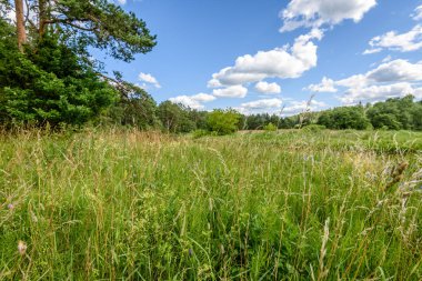 güneşli çayır çiçek ve yeşil çim ile. düşük noktadan