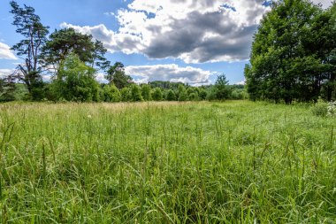 güneşli çayır çiçek ve yeşil çim ile. düşük noktadan