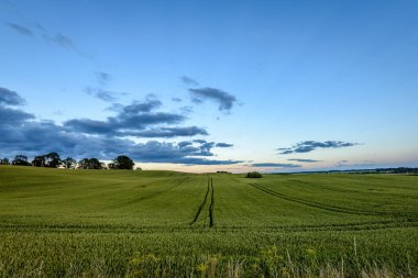 Yaz genç bitkileri ile buğday alanları