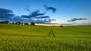 Yaz genç bitkileri ile buğday alanları