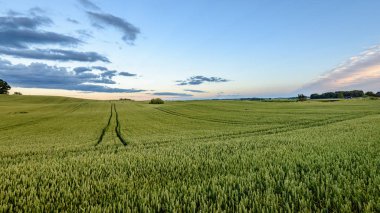 Yaz genç bitkileri ile buğday alanları