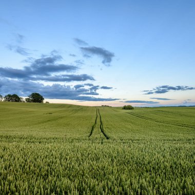Yaz genç bitkileri ile buğday alanları