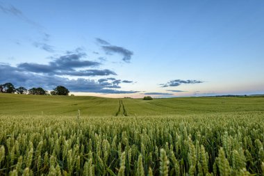 Yaz genç bitkileri ile buğday alanları