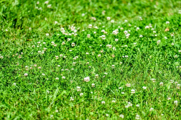 Słoneczna łąka z kwiatami i trawa zielona — Zdjęcie stockowe