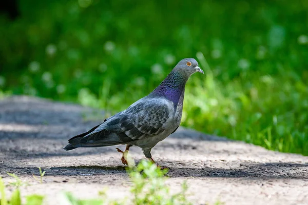 Grey Pidgeon/ Pidgin sat on a street — Stock Photo, Image