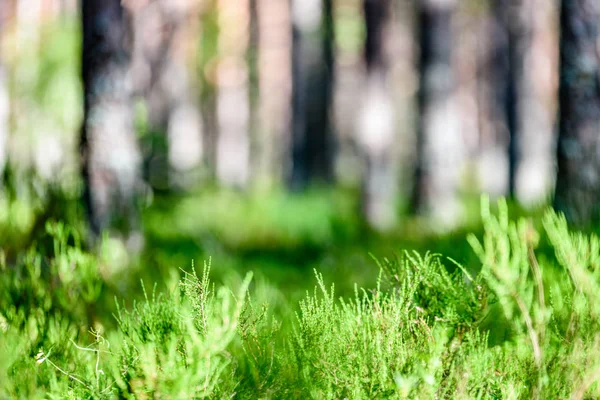 Letní lesní stromy. příroda zelené dřevo slunce pozadí — Stock fotografie