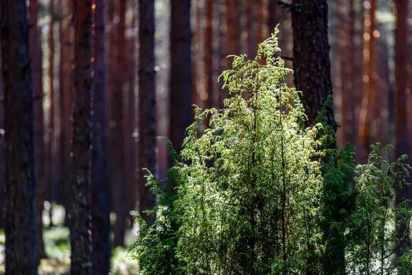 Letní lesní stromy. příroda zelené dřevo slunce pozadí — Stock fotografie