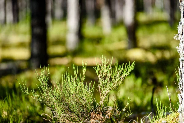 Letní lesní stromy. příroda zelené dřevo slunce pozadí — Stock fotografie