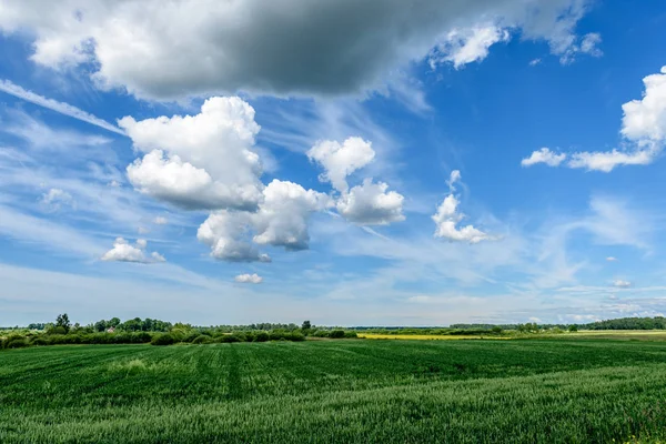 Sonnige Wiese mit Blumen und grünem Gras. Niedriger Aussichtspunkt — Stockfoto