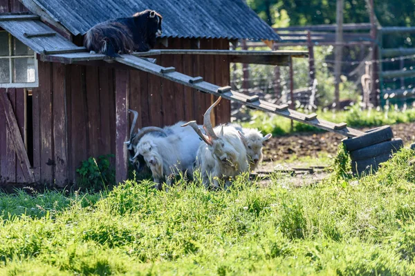 草原で家畜の羊 — ストック写真