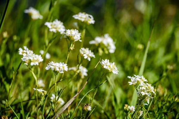 Flori de primăvară albe pe fundal verde — Fotografie, imagine de stoc