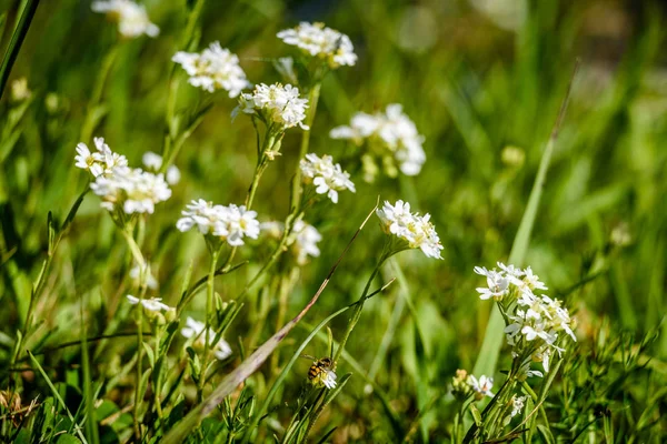 yeşil zemin üzerine beyaz bahar çiçekleri