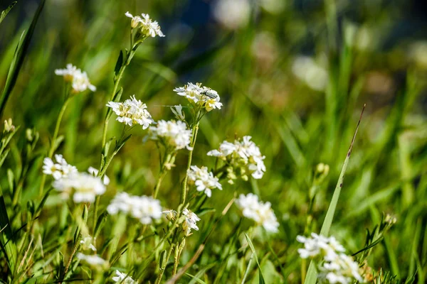 Flori de primăvară albe pe fundal verde — Fotografie, imagine de stoc