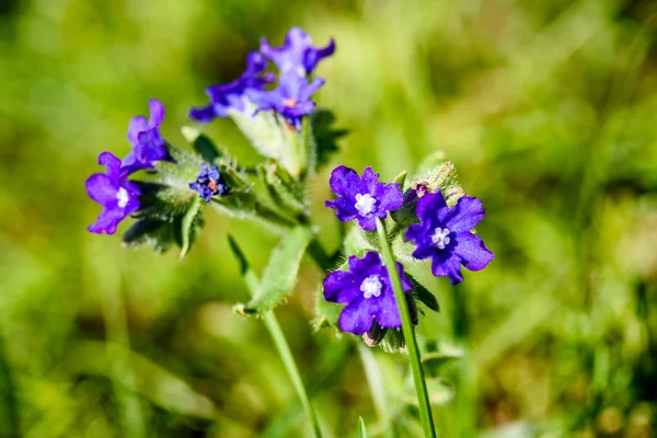 yeşil zemin üzerine mavi bahar çiçekleri