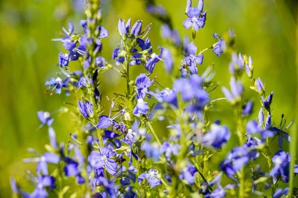 녹색 배경에 블루 봄 꽃 — 스톡 사진